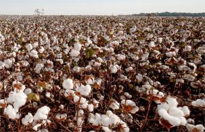 Chuvas desafiam plantio do algodão, mas cenário segue positivo em MT