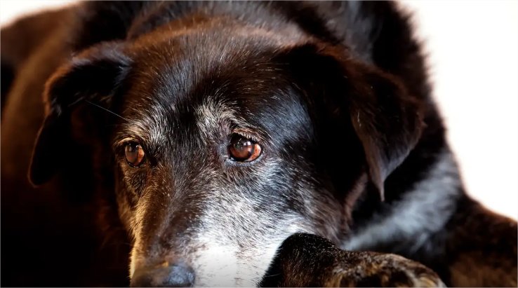 Justiça condena lojista a 5 anos de reclusão por maus-tratos a cães