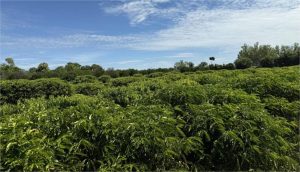 Expedição rota do café leva ciência e inovação diretamente ao produtor de pequena escala