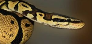 Como as cobras passam vários meses sem comer? Novo estudo aponta resposta