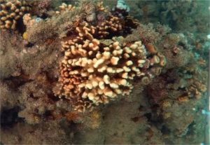 Corais-de-fogo do Brasil estão sofrendo extinção silenciosa, dizem cientistas