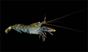 Dono do soco mais potente da natureza, crustáceo tem capacete para se proteger do impacto