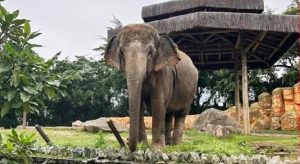 Disputa envolvendo transferência de elefanta do antigo zoológico do Beto Carrero World tem novo capítulo; entenda