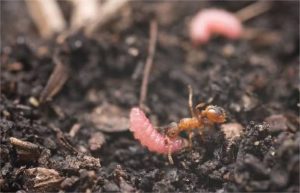 Como lagartas se comunicam com formigas, segundo este estudo