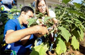 Projeto Hortas Escolares será mantido em 2026 na rede estadual