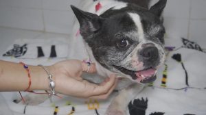 Maus-tratos a animais crescem em Mato Grosso e Justiça endurece punições