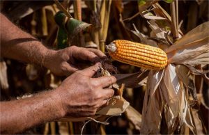 Egito sobe da 22ª para a 2ª posição entre os principais destinos das exportações de Mato Grosso em dois anos