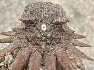 Como esta criatura “ciclope” de 600 milhões de anos deu origem aos olhos modernos