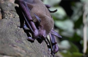 Pesquisa identifica vírus, fungos e bactérias em morcegos na região de transição Cerrado-Amazônia em MT