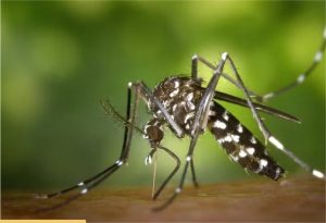 Mosquitos já picavam ancestrais humanos há pelo menos 1,8 milhão de anos