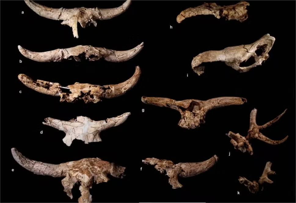 Neandertais tinham coleção de chifres e crânios de animais há 43 mil anos