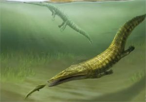 Fóssil de salamandra marinha da época dos dinossauros é achado na Austrália