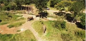 Santuário de Elefantes em MT volta a ter autorização para receber novos animais após proibição da Sema