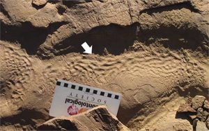 Traços de organismos antigos achados no Marrocos não deveriam estar ali