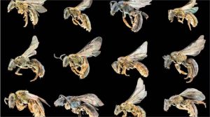 Quantas espécies de abelha existem? Este novo estudo estimou