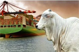 Mato Grosso bate recorde e tem melhor janeiro da história nas exportações de carne bovina
