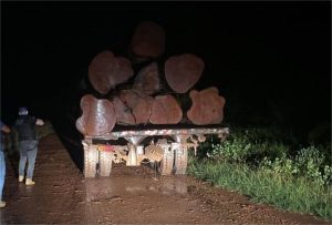 Polícia Civil e Sema flagram transporte e venda ilegal de madeira em Novo Mundo
