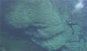 Coral gigantesco em caldeira vulcânica fascina e intriga a ciência