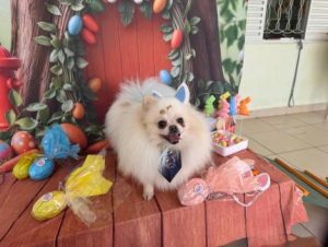 Pets entram no clima da Páscoa e ganham ovos especiais em Cuiabá