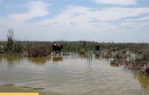 Como era a dieta da antiga Mesopotâmia? Nova análise de dentes revelou