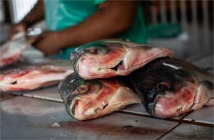 Curso qualifica sobre manipulação de pescado e segurança alimentar no Peixe Santo 2026