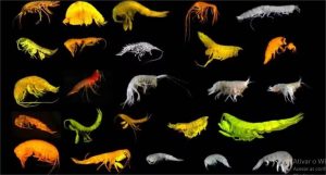 24 novas espécies são descobertas em ponto profundo do Pacífico