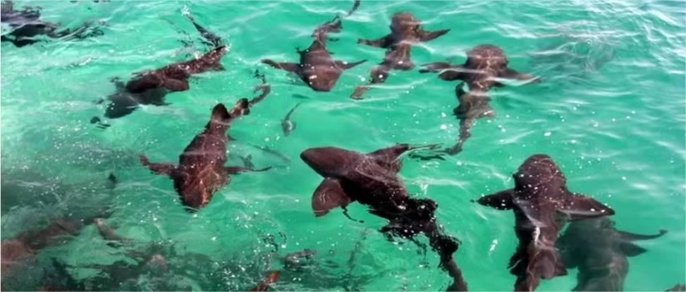 Tubarões do Caribe estão se contaminando com cocaína e analgésicos, diz estudo