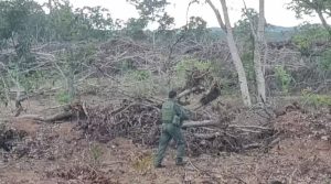 Polícia flagra desmatamento irregular em área de cerrado em zona rural de MT