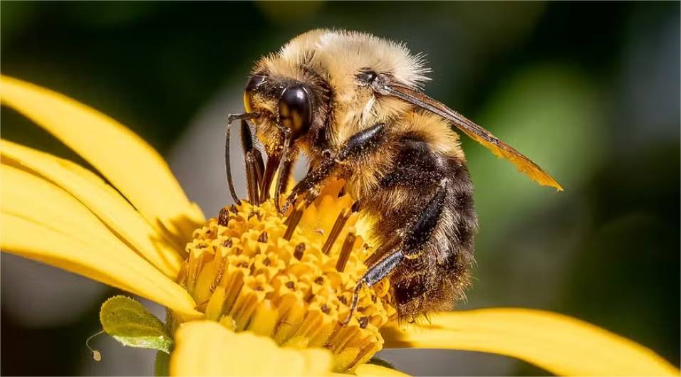 Abelhas rainhas são capazes de respirar debaixo d’água — e este estudo descobriu como