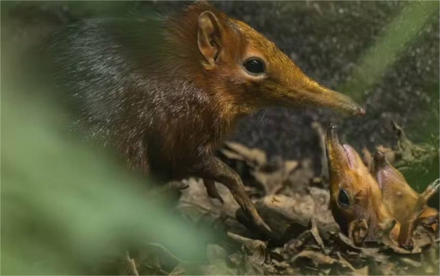 Dois filhotes raros de um dos menores mamíferos do mundo nascem na Inglaterra