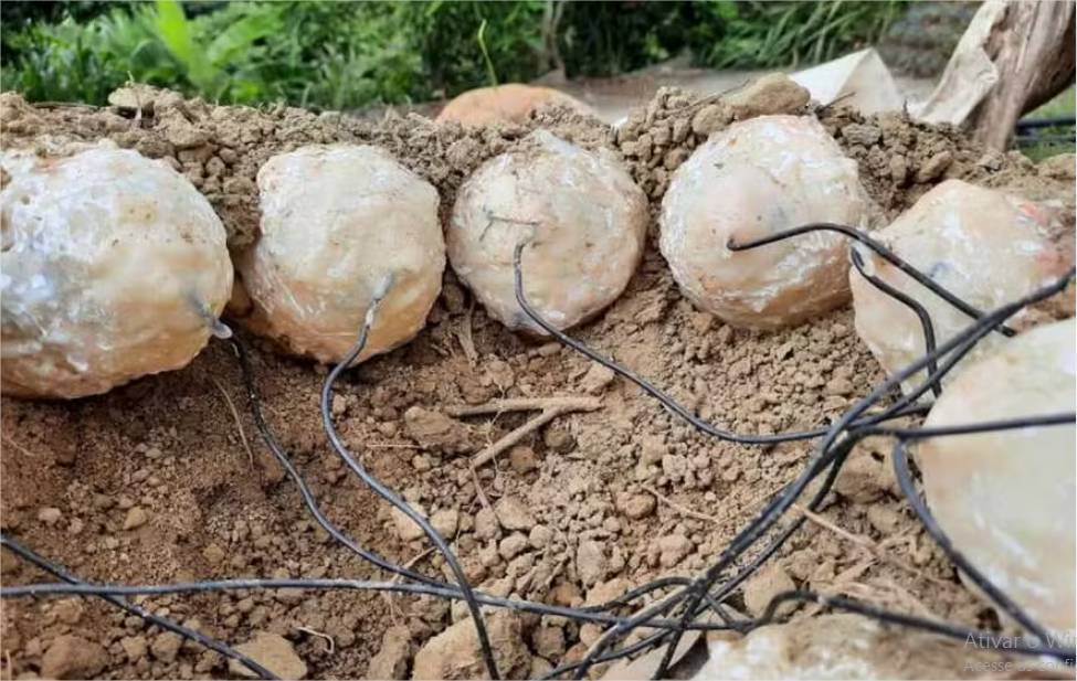 Dinossauros chocavam ovos com menos eficiência que aves atuais, sugere estudo